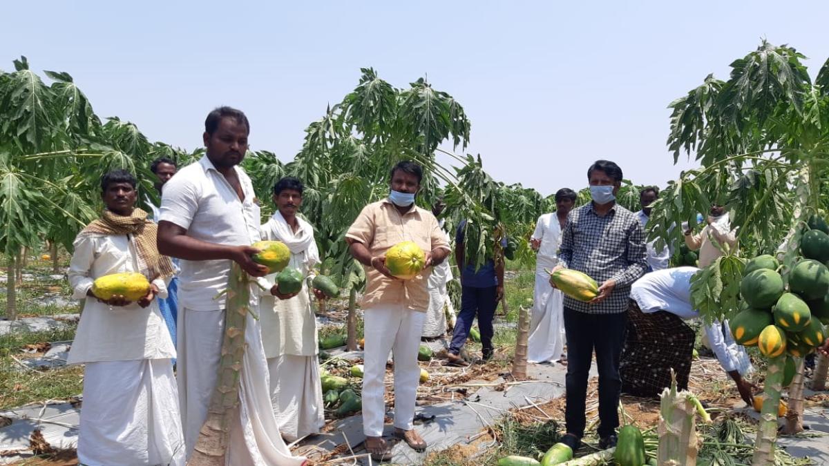 ಪಪ್ಪಾಯಿ ಹಣ್ಣು ಖರೀದಿಸುವ ಭರವಸೆ ನೀಡಿದ ನಾಯ್ಕಲ್‌