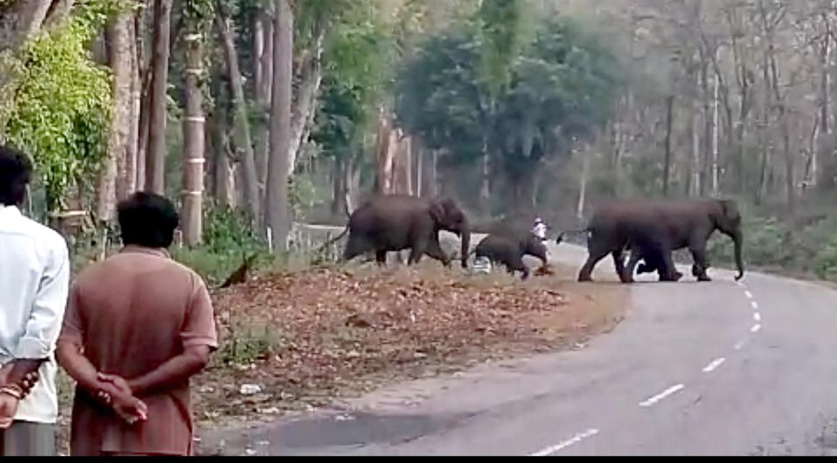 ಸೋಮವಾರಪೇಟೆ | ಸ್ವಚ್ಛಂದವಾಗಿ ವಿಹರಿಸುತ್ತಿರುವ ಕಾಡು ಪ್ರಾಣಿಗಳು