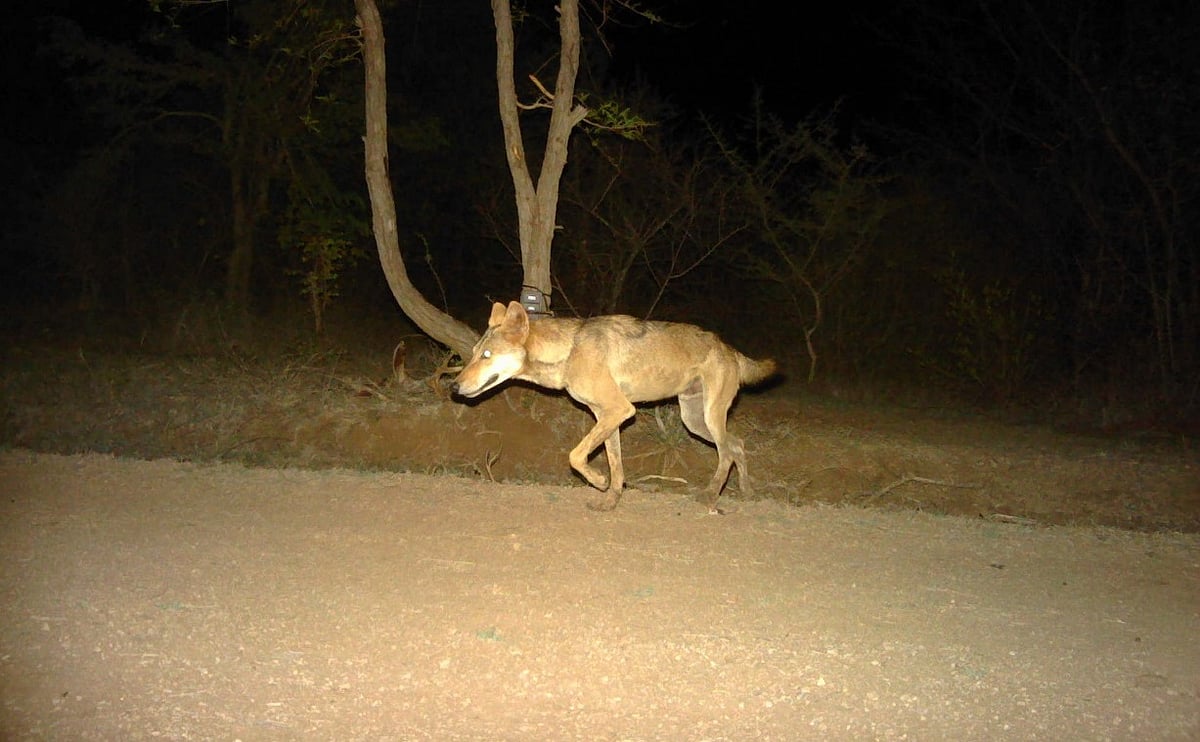 ಶಹಾಪುರ | ತೋಳ ದಾಳಿ: 9 ಕುರಿ ಸಾವು