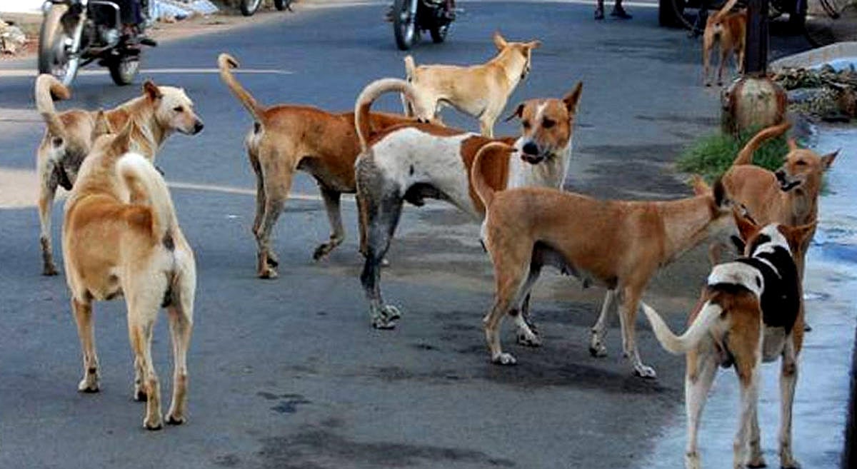 ಆಶ್ರಯ ತಾಣಗಳಲ್ಲಿರಲಿ ಬೀದಿನಾಯಿ; ರಕ್ಷಣೆಗೆ ಬಂದರೆ ಕಠಿಣ ಕ್ರಮ: ಸುಪ್ರೀಂ ಕೋರ್ಟ್