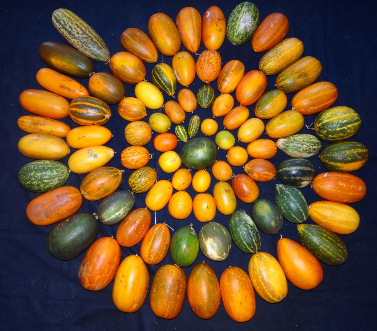 ಶಿರಸಿ | ಕರಬೂಜಕ್ಕೆ ಸಾಂಬಾರು ಸೌತೆ ಜೀನ್