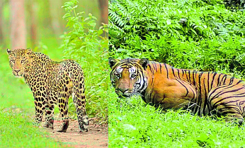 ಚಾಮರಾಜನಗರ ಜಿಲ್ಲೆಯಲ್ಲಿ ಹುಲಿ, ಚಿರತೆ ಸಾವು