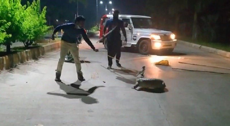 ಹೊಸಪೇಟೆ: ಸಚಿವ ಆನಂದ್ ಸಿಂಗ್ ಬಂಗ್ಲೆ ಬಳಿ ಕಾಣಿಸಿಕೊಂಡ ಮೊಸಳೆ