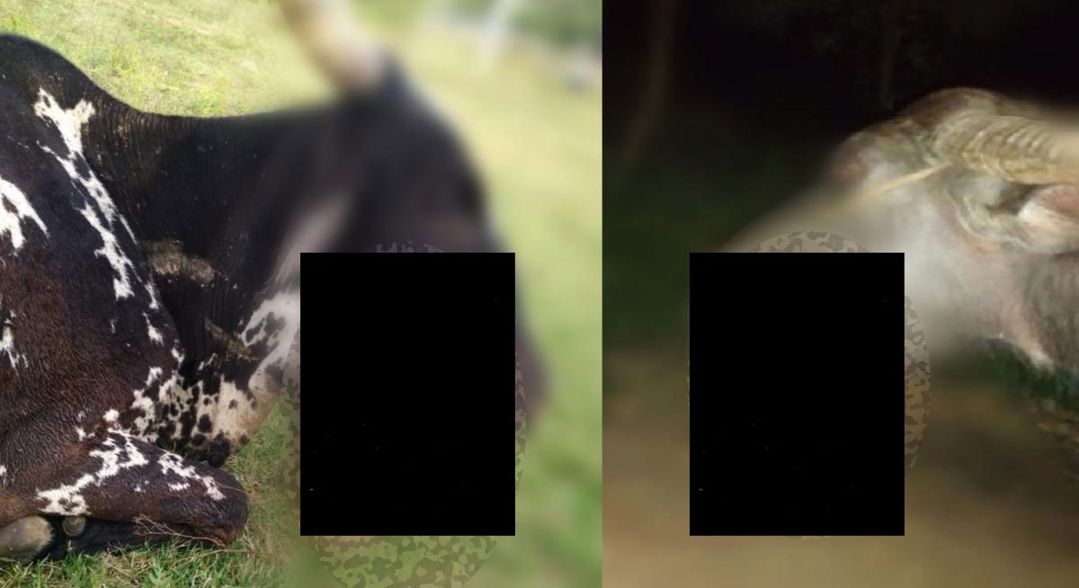 ಕೇರಳದ ಆನೆ ನೆನಪಿಸುವ ಘಟನೆ: ಆಹಾರದಲ್ಲಿದ್ದ ಬಾಂಬ್‌ ಸ್ಫೋಟಿಸಿ ಹಸು, ಎಮ್ಮೆ ಸಾವು