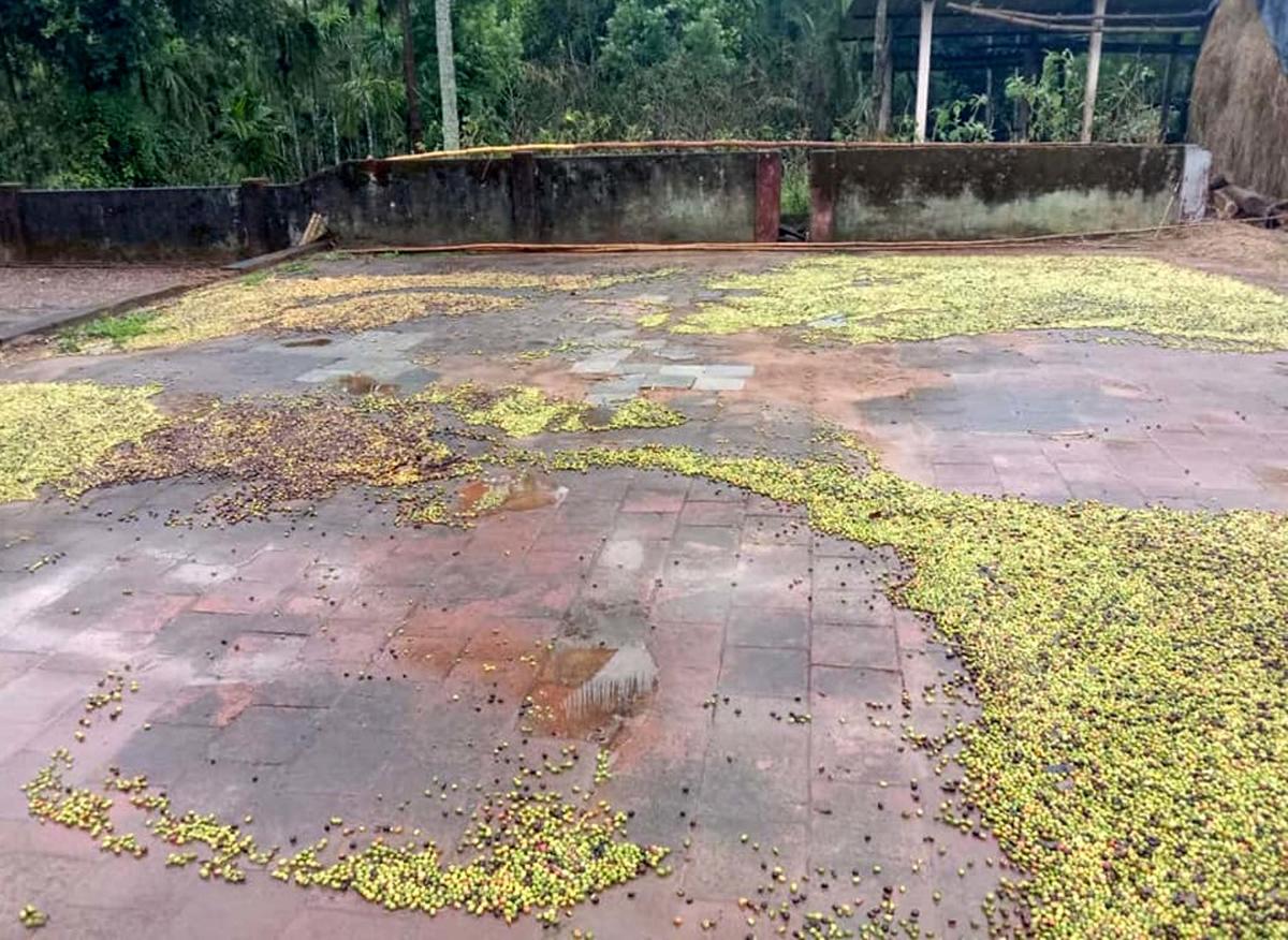 ನೆಲ ಕಚ್ಚಿದ ಭತ್ತ, ಕೈ ಕೊಟ್ಟ ಕಾಫಿ; ಅಕಾಲಿಕ ಮಳೆಯಿಂದ ಬೆಳೆಗಾರರಿಗೆ ಸಂಕಷ್ಟ