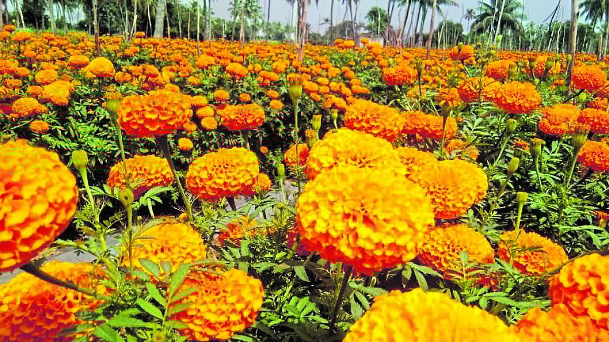 ಗುಂಡ್ಲುಪೇಟೆ: ಚೆಂಡು ಹೂ ಸಂಸ್ಕರಣೆ ಕಾರ್ಖಾನೆ ಬಂದ್ ಮಾಡಲು ಆಗ್ರಹ