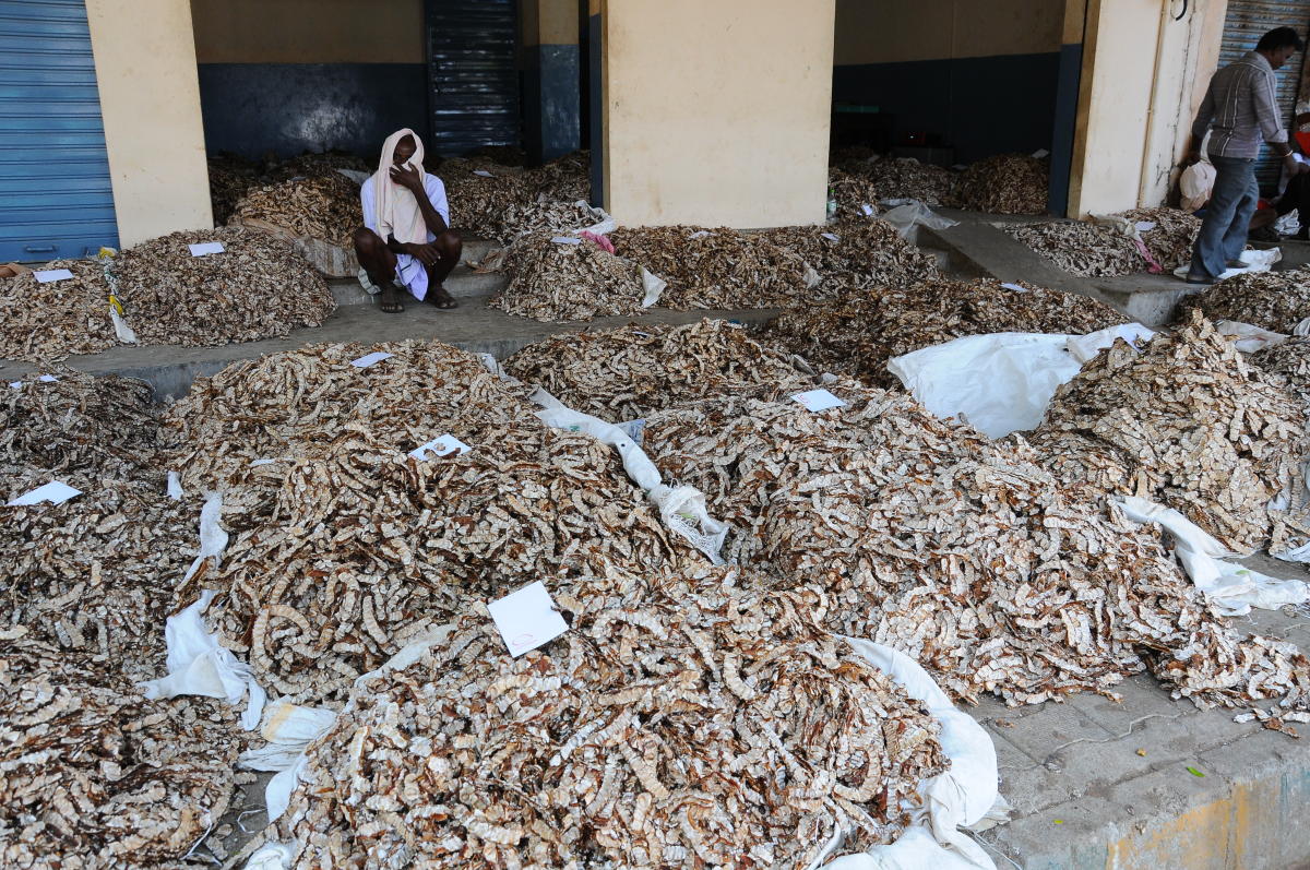 ಬೆಂಗಳೂರು ವಿವಿ ಆವರಣದಲ್ಲಿ ಹುಣಸೆ ಫಸಲು: ಫೆ.4ರಂದು ಬಹಿರಂಗ ಹರಾಜು