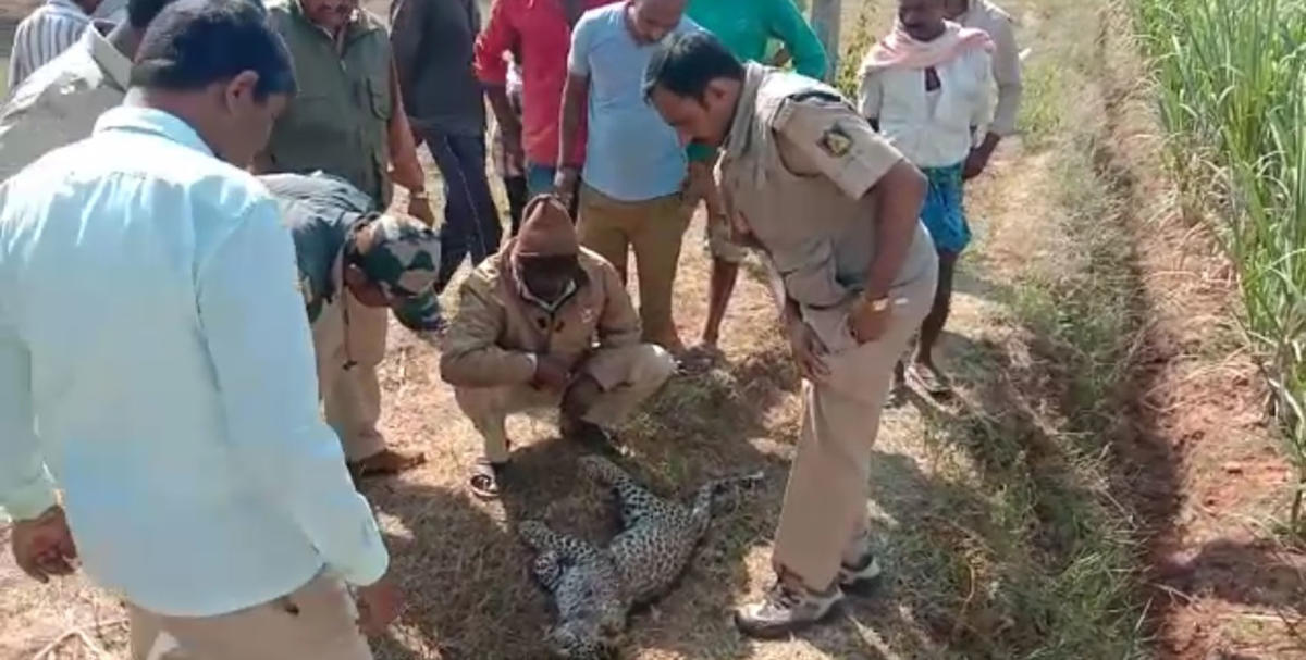 ಕಿಕ್ಕೇರಿ: ಬೇಟೆ ಹೊತ್ತೊಯ್ದ ಚಿರತೆ ಹಳ್ಳಕ್ಕೆ ಬಿದ್ದು ಸಾವು