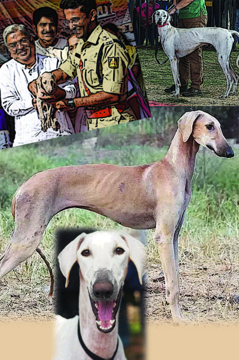 ಸಂಗತ: ಮುಂಚೂಣಿಯಲ್ಲಿ ‘ಮುಧೋಳ ಯೋಧರು’