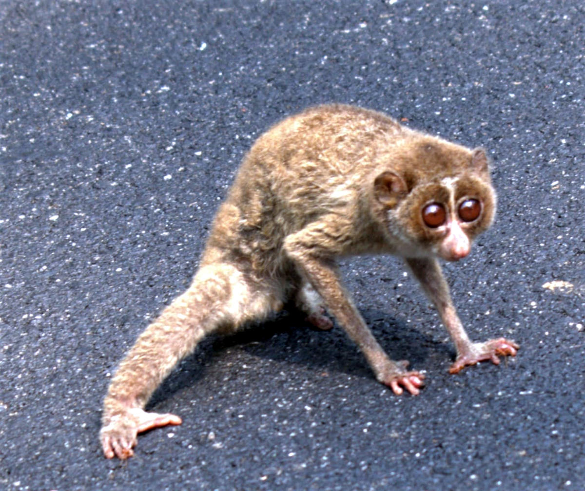 ಅಪಾಯದಲ್ಲಿದ್ದ ಕಾಡುಪಾಪದ ರಕ್ಷಣೆ