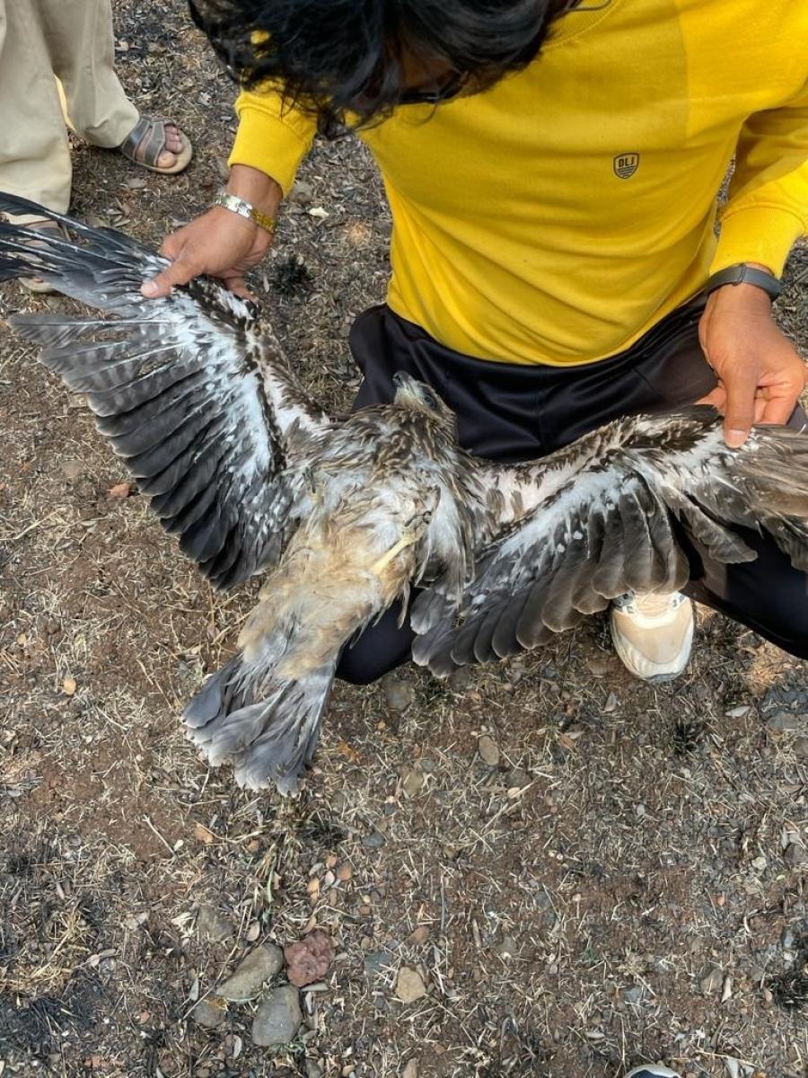 ಬೆಳಗಾವಿ: ಬೀಳುತ್ತಿರುವ ಪಕ್ಷಿಗಳು, ಕಳವಳ
