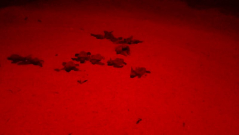 ಕುಂದಾಪುರ: ಸುರಕ್ಷಿತವಾಗಿ ಸಮುದ್ರ ಸೇರಿದ ಕಡಲಾಮೆ ಮರಿಗಳು