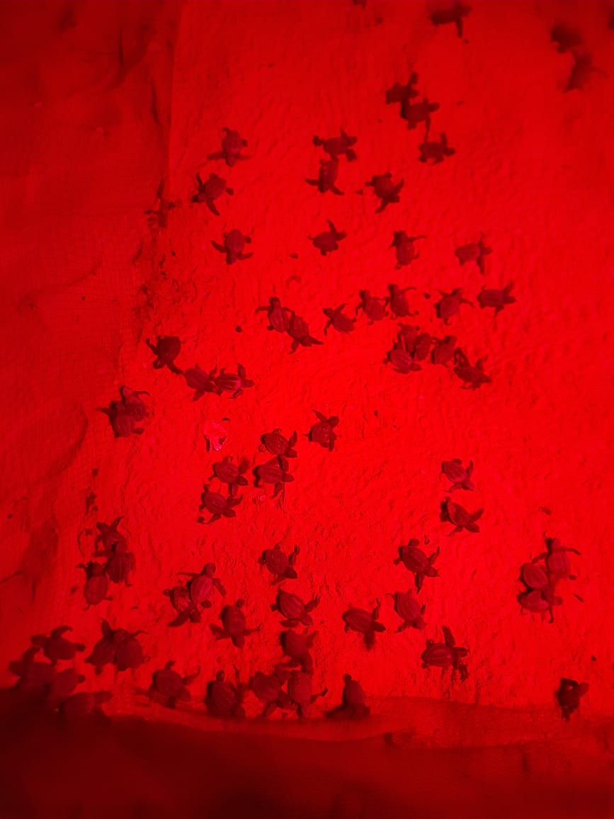 ಕೋಡಿ: ಮತ್ತೆ ಮೊಟ್ಟೆಯೊಡೆದು ಹೊರಬಂದ ಕಡಲಾಮೆ ಮರಿಗಳು