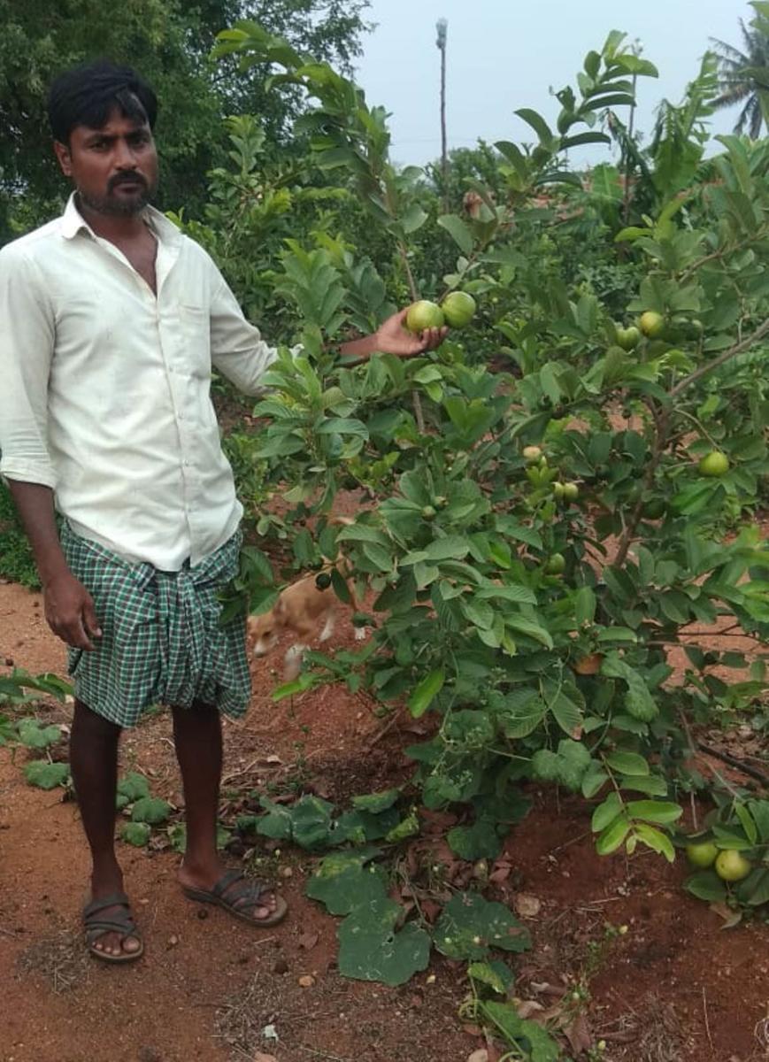 ಕುಕನೂರು: ಹೊಲದಲ್ಲಿಯೇ ಉಳಿದ ಪೇರಲ