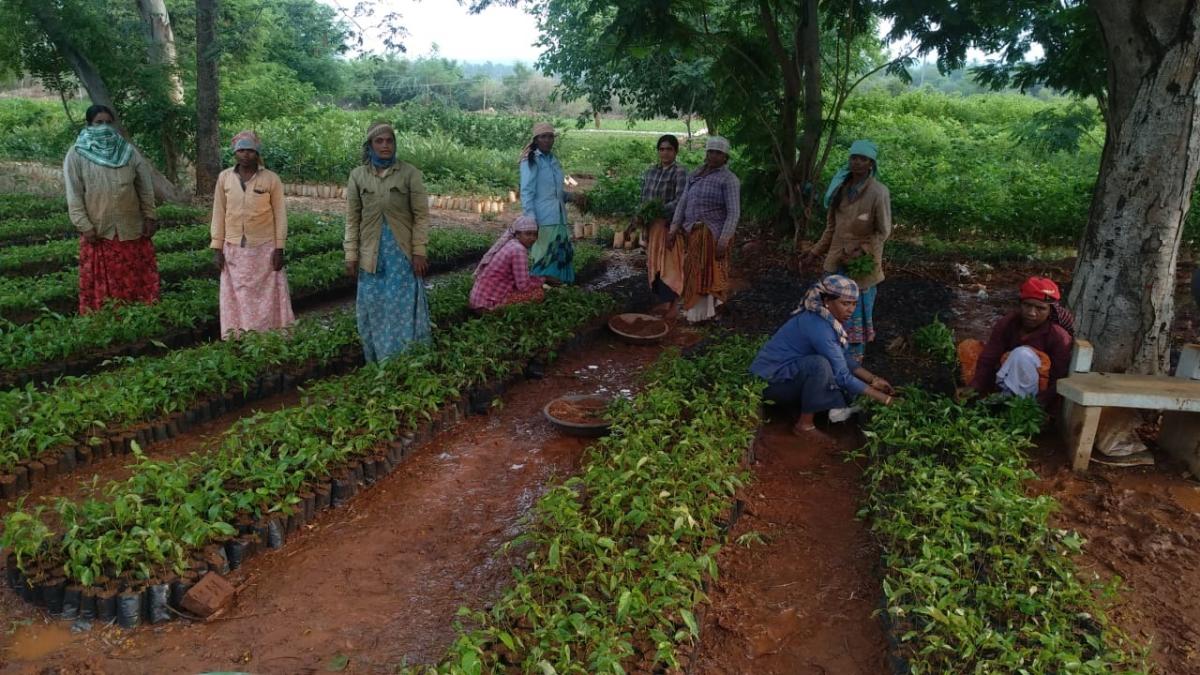 ಚಿಕ್ಕಬಳ್ಳಾಪುರ: 500 ಹೆಕ್ಟೇರ್‌ಗೆ ಇಳಿದ ಸಸಿ ನೆಡುವ ಯೋಜನೆ