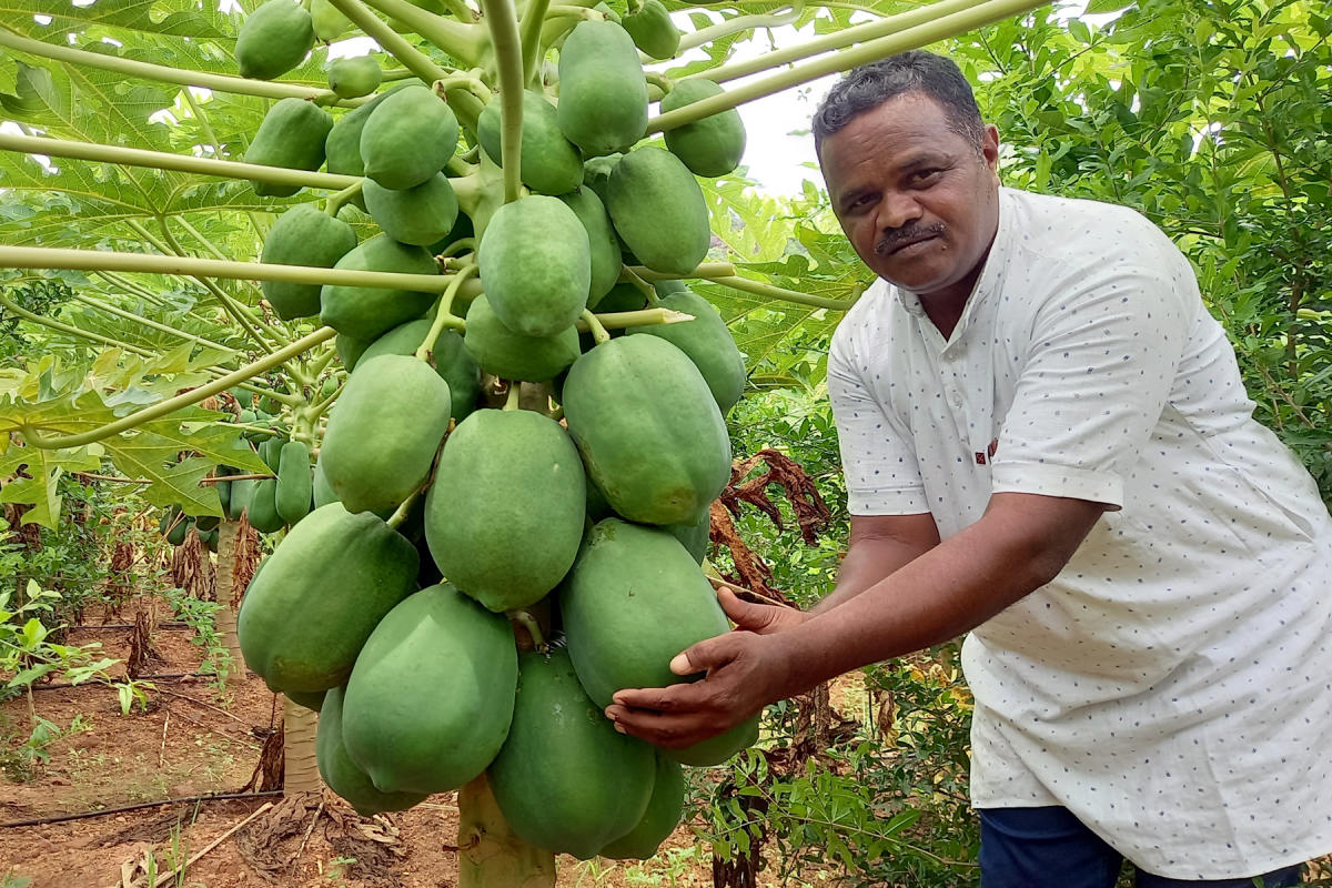 ಪಪ್ಪಾಯ ಬೆಳೆದು ಲಾಭ ಕಂಡ ರೈತ: ಉತ್ಕೃಷ್ಟ ಇಳುವರಿ, ಉತ್ತಮ ಬೆಲೆ, ಅಧಿಕ ಆದಾಯ 