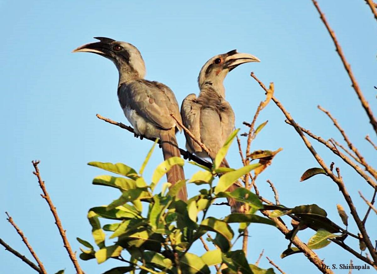 ಏಕಪತ್ನಿ/ಪತಿ ವ್ರತಸ್ಥ ಬೂದು ಮಂಗಟ್ಟೆಯ ವಿಸ್ಮಯ ಸಂಸಾರ