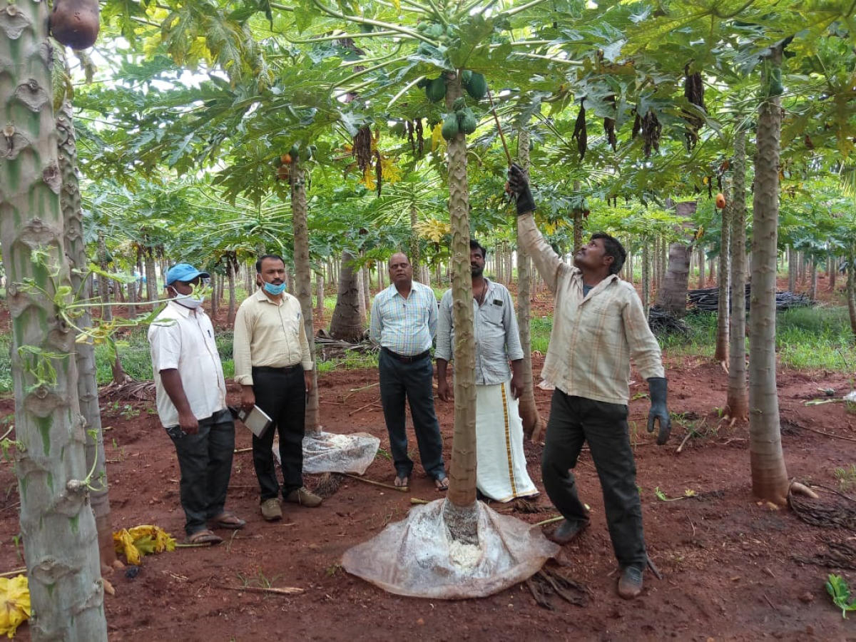 ಪಪ್ಪಾಯಿ ರಸಕ್ಕೆ ಹೆಚ್ಚಿದ ಬೇಡಿಕೆ: ಮಾರಾಟವಾಗದ ಬೆಳೆಯಿಂದ ಲಾಭ