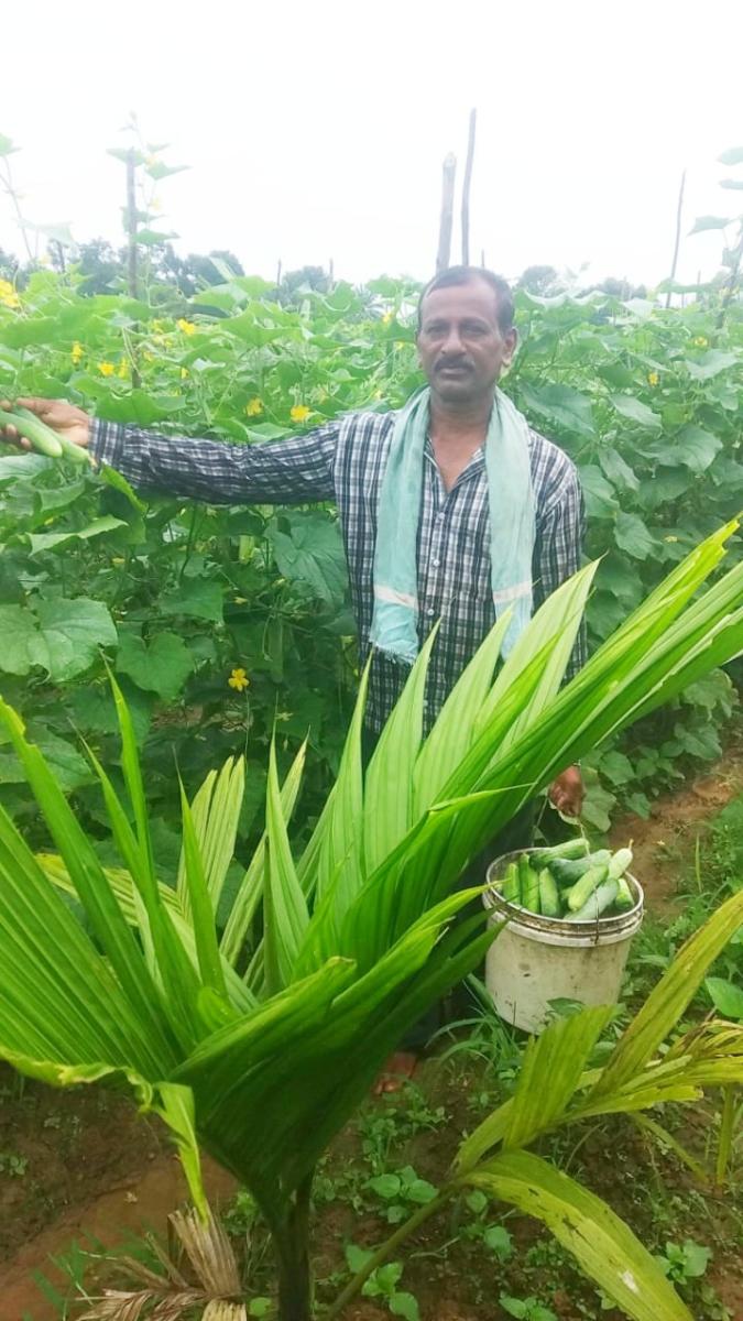 ರಿಪ್ಪನ್‌ಪೇಟೆ: ಲಾಕ್‌ಡೌನ್‌ನಲ್ಲಿ ಬದುಕಿಗೆ ಆಸರೆಯಾದ ಮಿಡಿಸೌತೆ ಕೃಷಿ