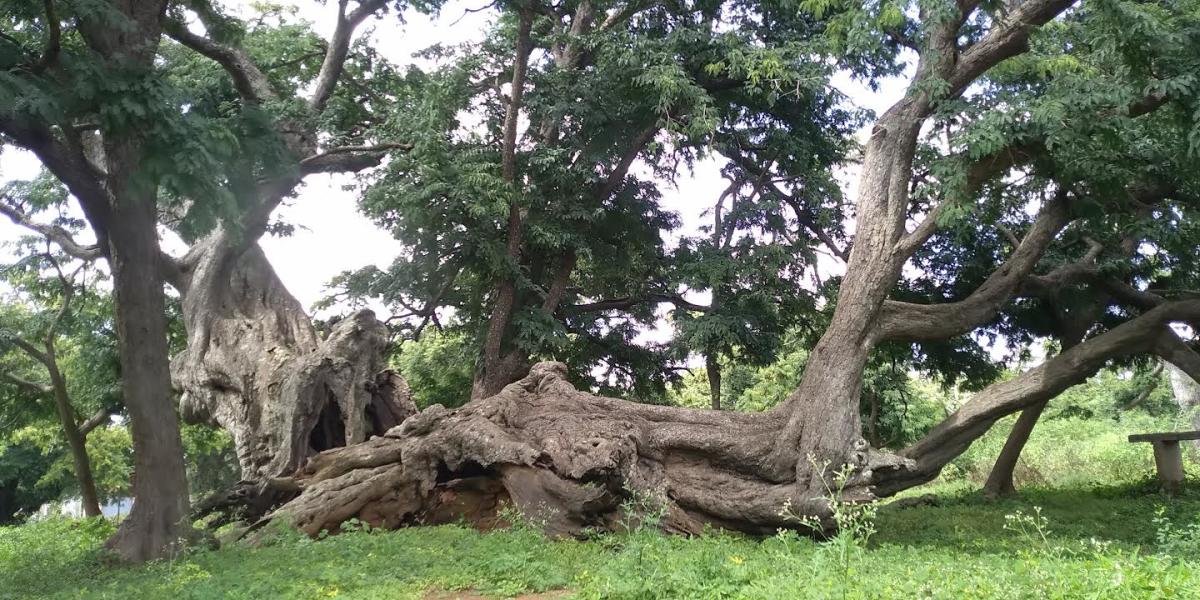 ಬೆಂಗಳೂರು ನಮ್ಮ ಹೆಮ್ಮೆ | ಶತಾಯುಷಿ ಹುಣಸೆ ಮರಗಳ ನೆಲೆವೀಡು ನಲ್ಲೂರು