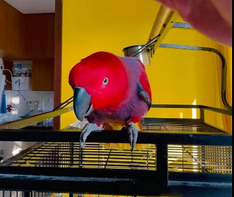 ಒಡಿಶಾ: 40 ಗಿಳಿಗಳ ರಕ್ಷಣೆ, ಒಬ್ಬನ ಬಂಧನ