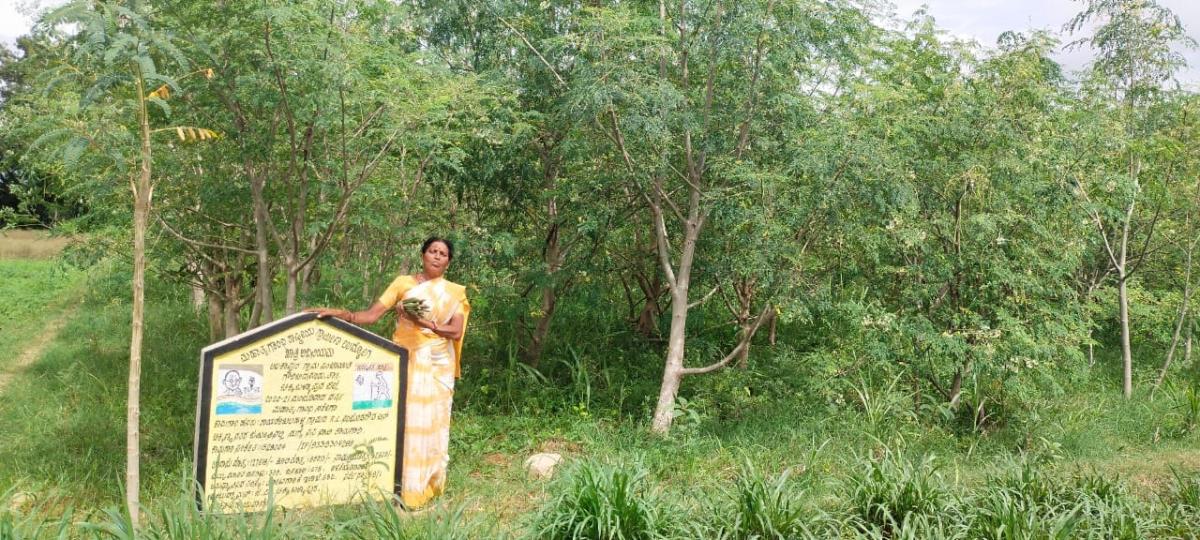 ಚಿಕ್ಕಬಳ್ಳಾಪುರ: ನುಗ್ಗೆ ಕೃಷಿ ನೀಡಿತು ಬಾಳಿಗೆ ನಗು