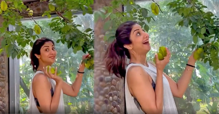 ಶಿಲ್ಪಾ ಶೆಟ್ಟಿ ಮನೆಯ ಹಿತ್ತಲಿನಲ್ಲಿ ಸ್ಟಾರ್‌ ಫ್ರ್ಯೂಟ್‌; ನೋಡಿ ವಿಡಿಯೊ