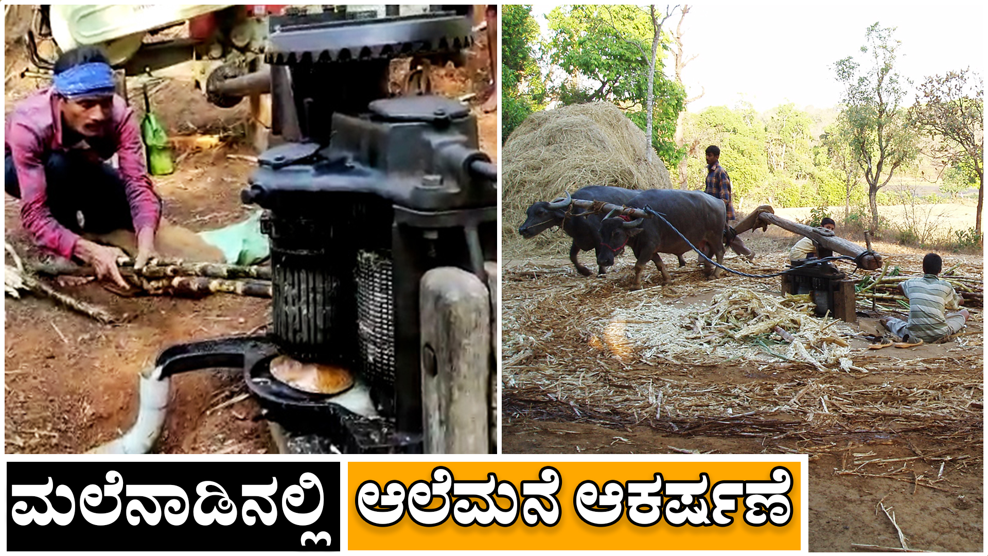 Video: ಮಲೆನಾಡಿನಲ್ಲಿ ಆಲೆಮನೆ ಆಕರ್ಷಣೆ