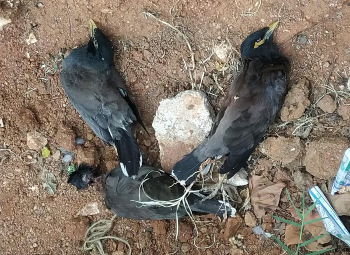ಶಿಡ್ಲಘಟ್ಟ: ಮೈನಾ ಹಕ್ಕಿಗಳ ನಿಗೂಢ ಸಾವು, ಕಾಗೆಗಳ ಕಣ್ಮರೆ