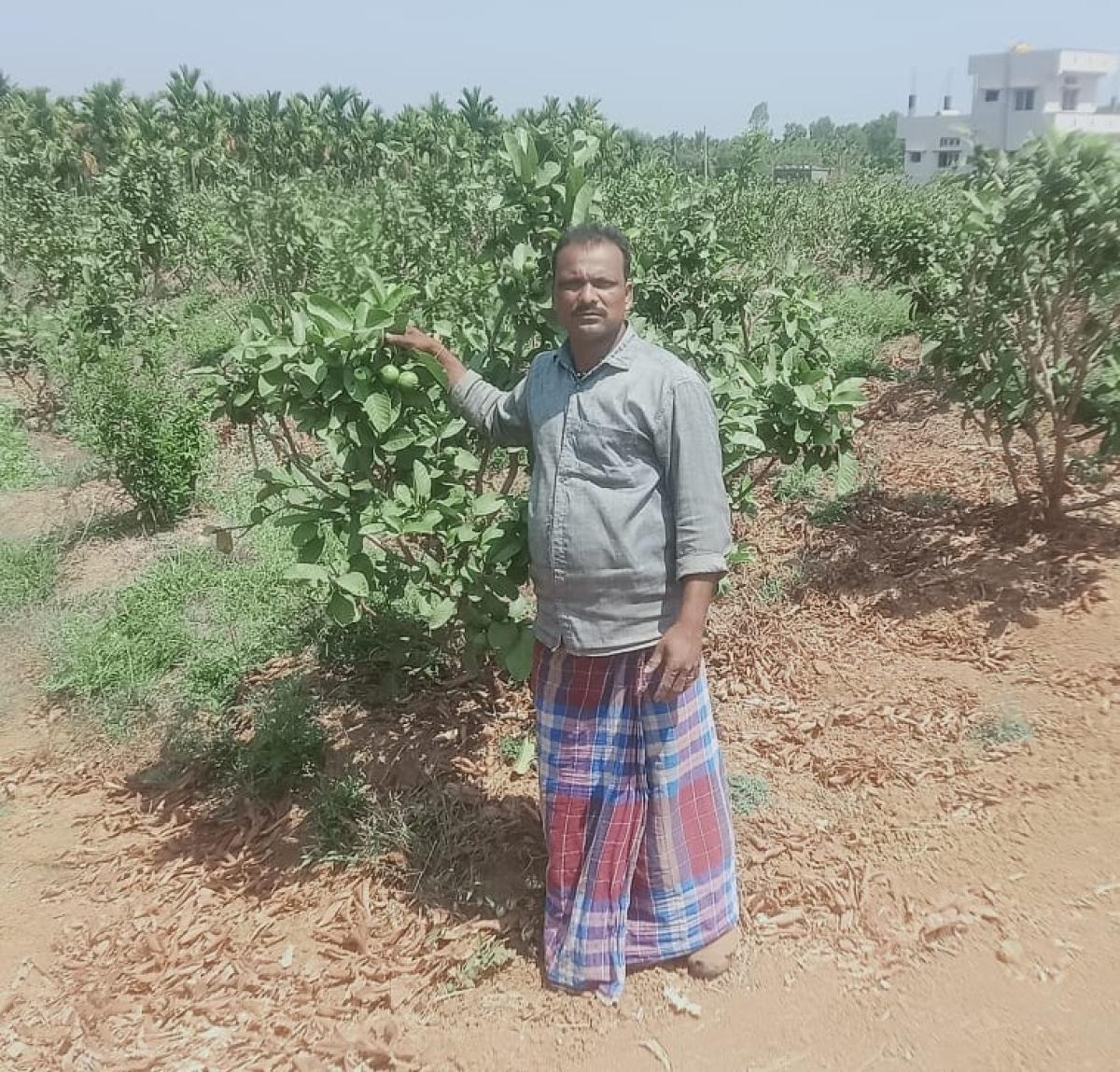 ಶಿಕಾರಿಪುರ: ಸೀಬೆಕಾಯಿ ಕೃಷಿಯಿಂದ ಲಕ್ಷಾಂತರ ರೂಪಾಯಿ ಆದಾಯ