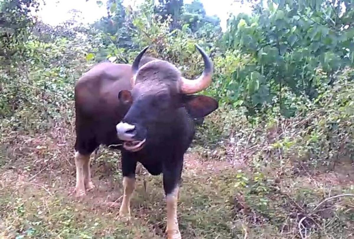 ಬಂಡೀಪುರ | ಬೇಟೆಯಾಡಲು ಬಂದ ಹುಲಿಯನ್ನೇ ಹಿಮ್ಮೆಟ್ಟಿಸಿದ ಕಾಡೆಮ್ಮೆ