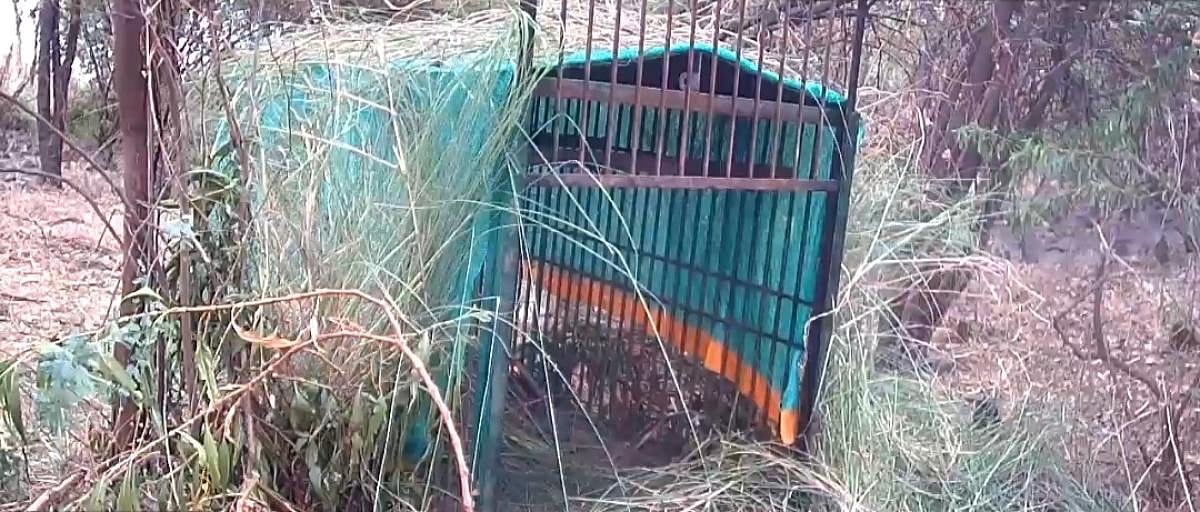 ತಲಘಟ್ಟಪುರ: ಕೆಎಸ್‌ಎಸ್‌ಇಎಂ ಕಾಲೇಜು ಬಳಿ ಕಾಣಿಸಿಕೊಂಡಿರುವ ಚಿರತೆ ಸೆರೆಗೆ ಬೋನ್‌