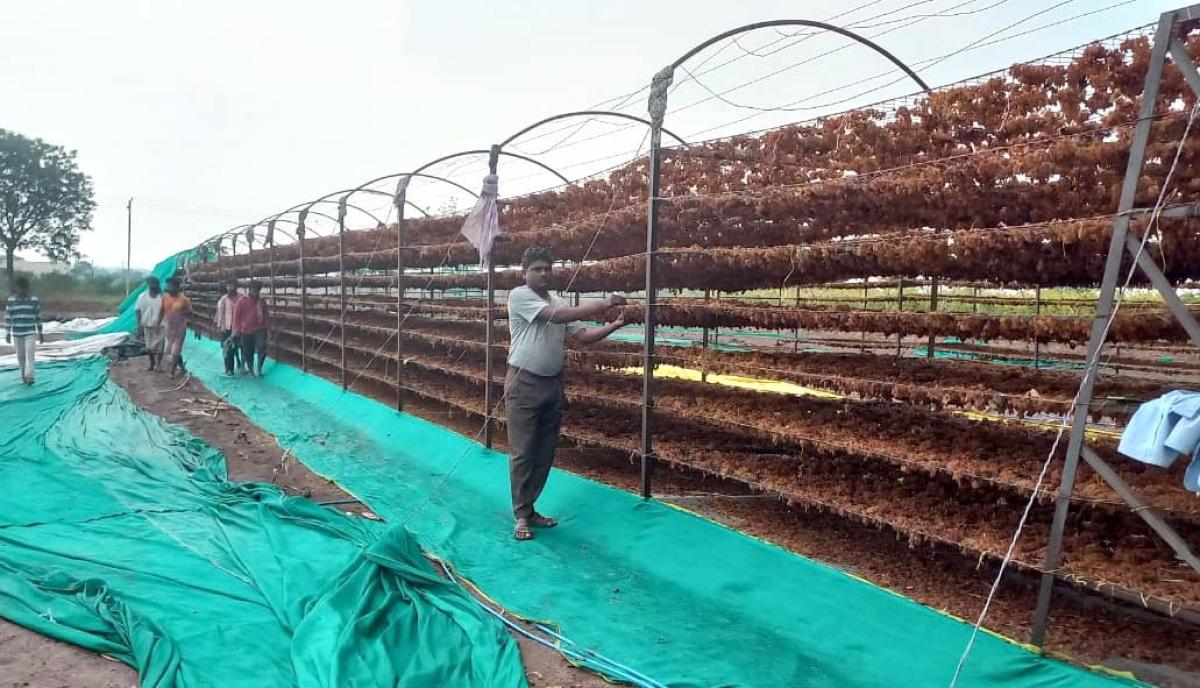 ಅಕಾಲಿಕ ಮಳೆ: ದ್ರಾಕ್ಷಿ ಬೆಳೆಗಾರರಿಗೆ ಕಹಿ, ₹ 23 ಕೋಟಿ ನಷ್ಟ