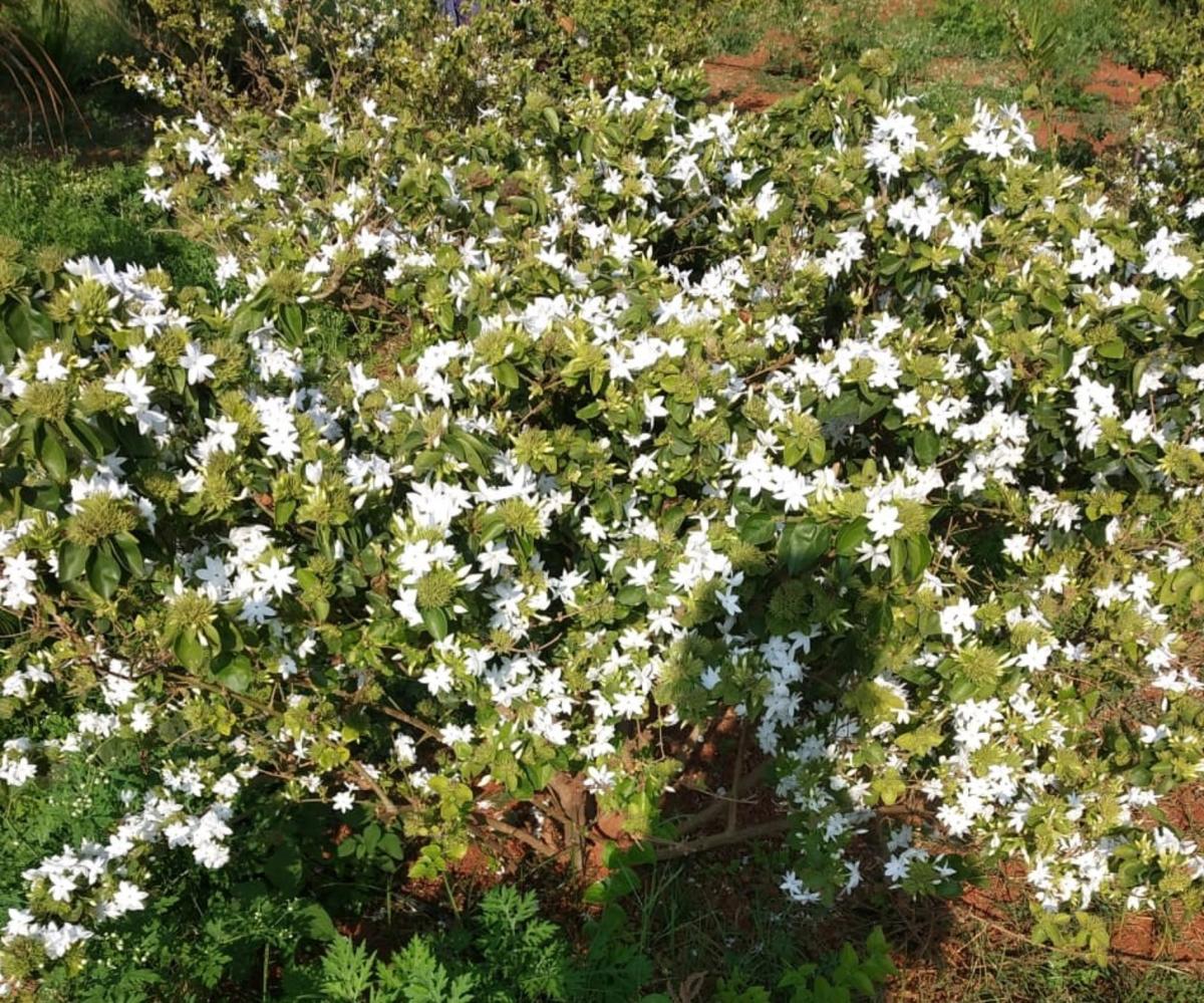 ಹೊಸದುರ್ಗ: ಕಾಕಡ ಬೆಳೆದು ಕಾಸು ಕಂಡುಕೊಂಡ ಪದವೀಧರ