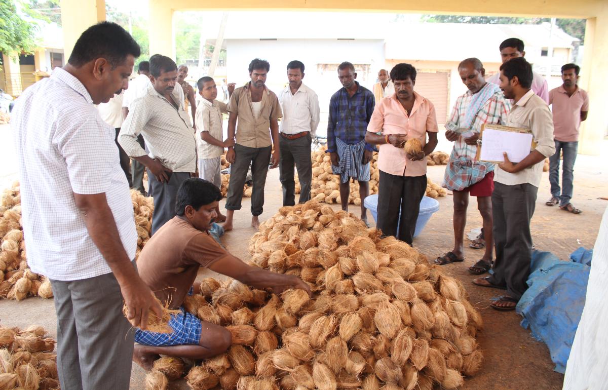 ತಮಿಳುನಾಡಿನಿಂದ ಹೆಚ್ಚಿದ ಆಮದು: ರಾಜ್ಯದಲ್ಲಿ ತೆಂಗಿನ ಕಾಯಿ ಬೆಲೆ ಇಳಿಕೆ