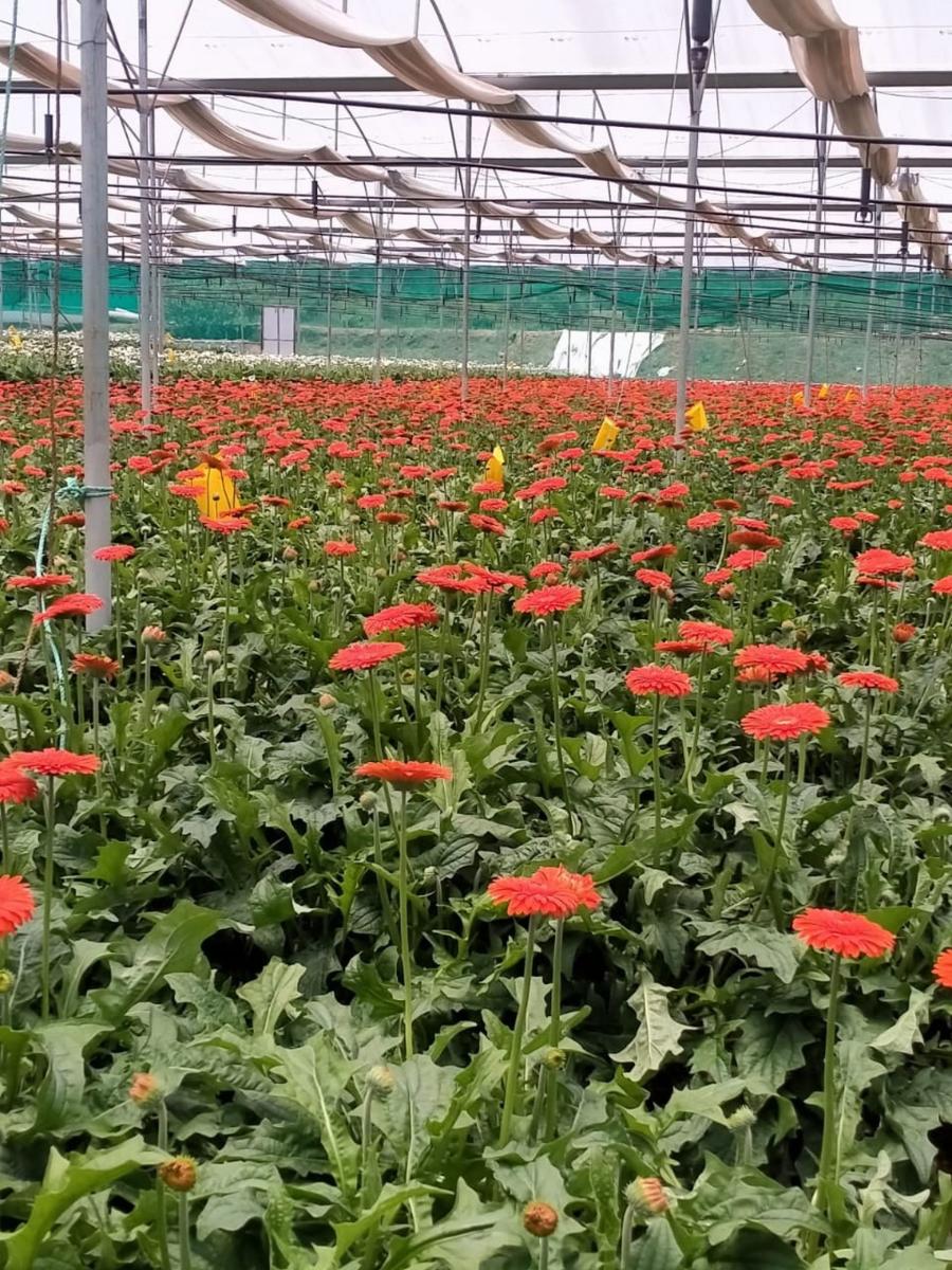 ಮಂಡ್ಯ| ಪ್ಲಾಸ್ಟಿಕ್‌ ಅಲಂಕಾರ: ಹೂ ಬೆಳೆಗಾರರಿಗೆ ಸಂಚಕಾರ