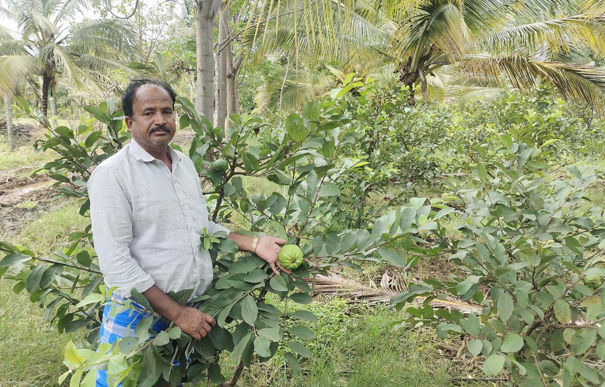 ಸೀಬೆ ಹಣ್ಣಿನಿಂದ ರೈತ‌ನ ಬದುಕು ಸಿಹಿ