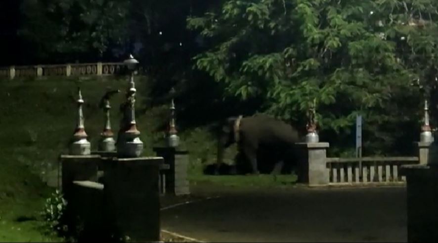 ಹಾರಂಗಿ: ಸಂಗೀತ ಕಾರಂಜಿ ವೇಳೆ ಬಂದ ಕಾಡಾನೆ; ಪ್ರವಾಸಿಗರು ಚಿಲ್ಲಾಪಿಲ್ಲಿ