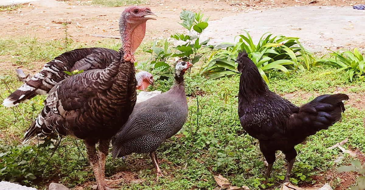 ಕಡಕನಾಥ್ ಕೋಳಿ, ಟರ್ಕಿಶ್ ಕ್ಯಾಟ್ ಸಾಕಣೆಯಿಂದ ಲಾಭ