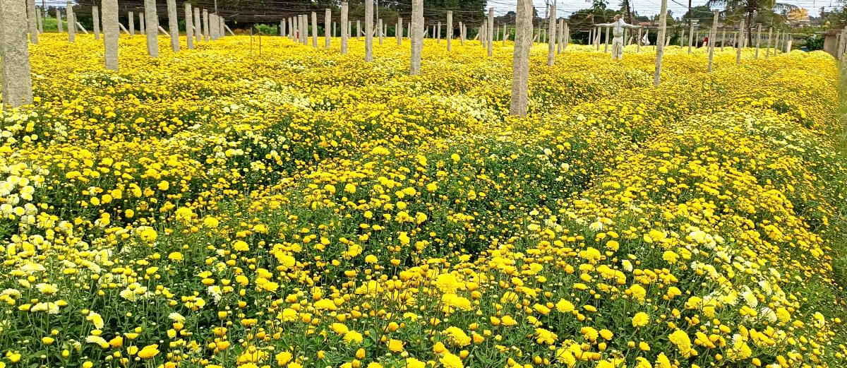 ಬೆಂಗಳೂರು ಗ್ರಾಮಾಂತರ | ಬೆಲೆ ಏರಿಕೆ: ಹೂವು ಬೆಳೆಗಾರರ ಹರ್ಷ