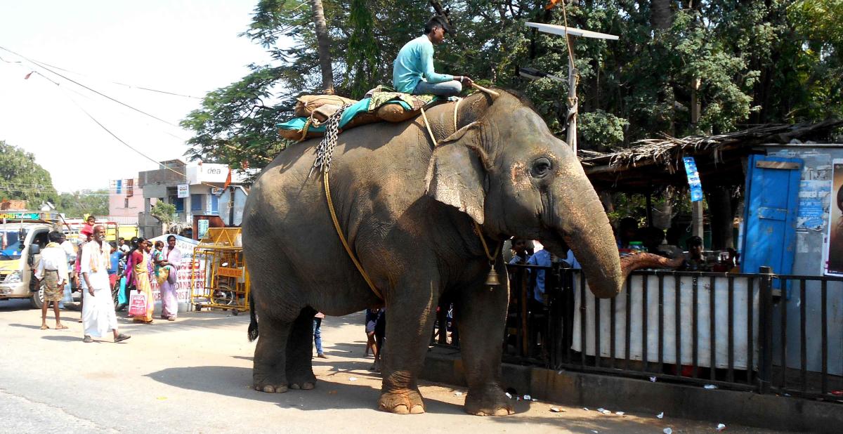 ಸಾಕು ಆನೆಗಳ ಅನುವಂಶೀಯ ದತ್ತಾಂಶ ರಚಿಸಲಿರುವ ಸಚಿವಾಲಯ