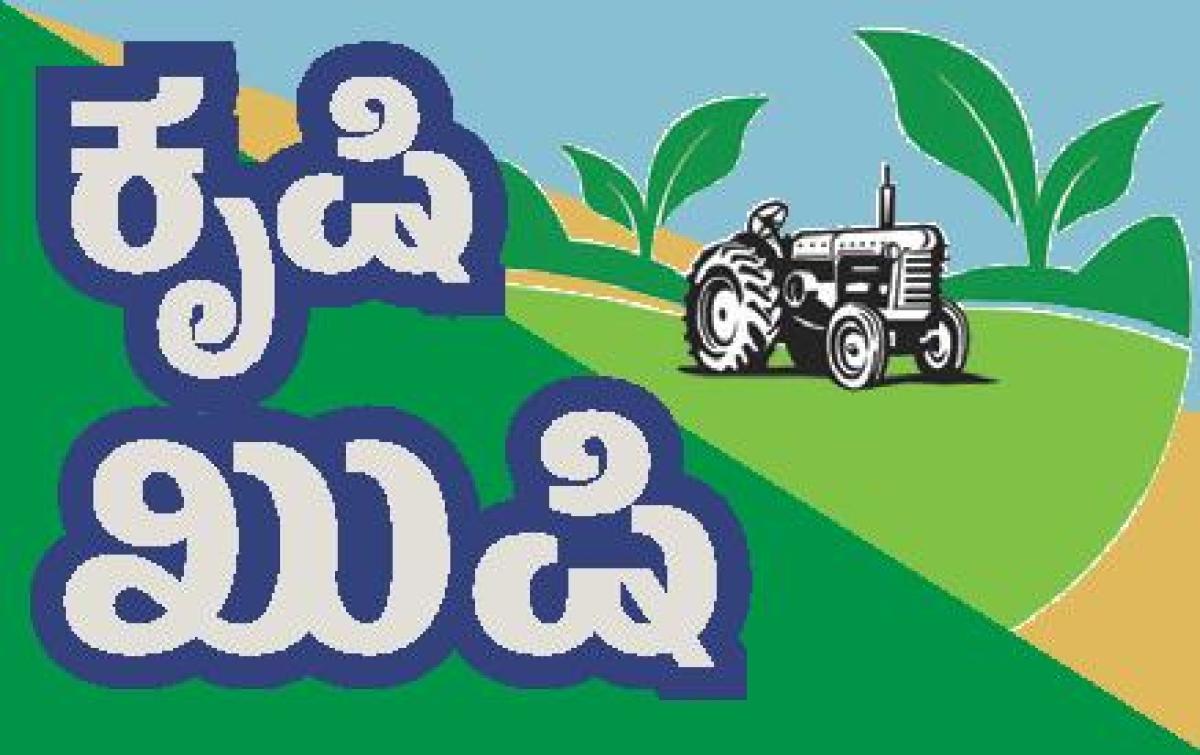 ಆದಾಯ ತಂದ ತೈವಾನ್ ಸೀಬೆ