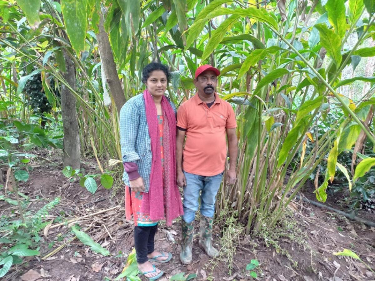 ಏಲಕ್ಕಿ ಜತೆಗೆ ಸಮಗ್ರ ಕೃಷಿ; ಯಶಸ್ಸು ಕಂಡ ತೀರ್ಥಾನಂದ್‌