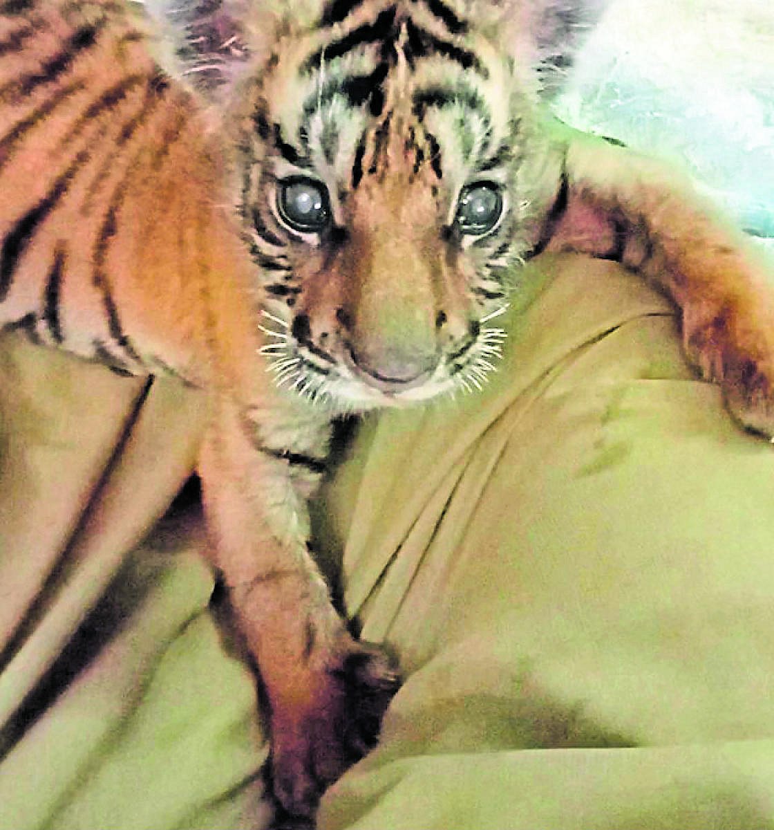 ಮಧ್ಯಪ್ರದೇಶ: ರೈಲಿನ ಎ.ಸಿ ಬೋಗಿಯಲ್ಲಿ ಗಾಯಗೊಂಡಿದ್ದ ಹುಲಿಮರಿಗಳ ರವಾನೆ