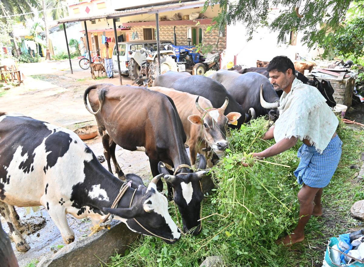 ದಾವಣಗೆರೆ: 2 ವರ್ಷದ ಹಿಂದೆಯೂ ಕಾಣಿಸಿಕೊಂಡಿತ್ತು ಚರ್ಮಗಂಟು ರೋಗ!