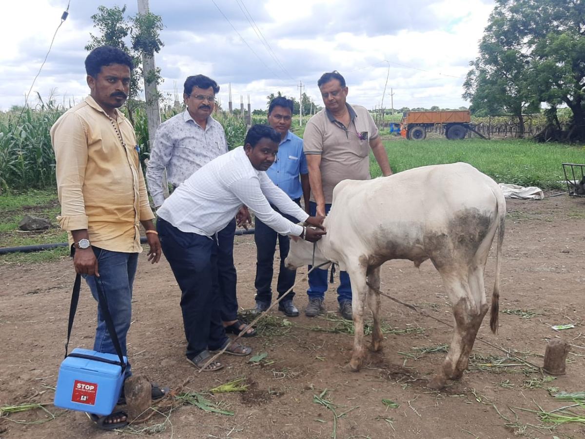 ಚರ್ಮಗಂಟು ರೋಗ: ವಿಜಯಪುರ ಜಿಲ್ಲೆಯಲ್ಲಿ ಬಳಲುತ್ತಿವೆ ಜಾನುವಾರು