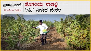 Video: ತೊಗರಿಯ ನಾಡಲ್ಲಿ ‘ಸಿಹಿ’ ನೀಡಿದ ಪೇರಲ 