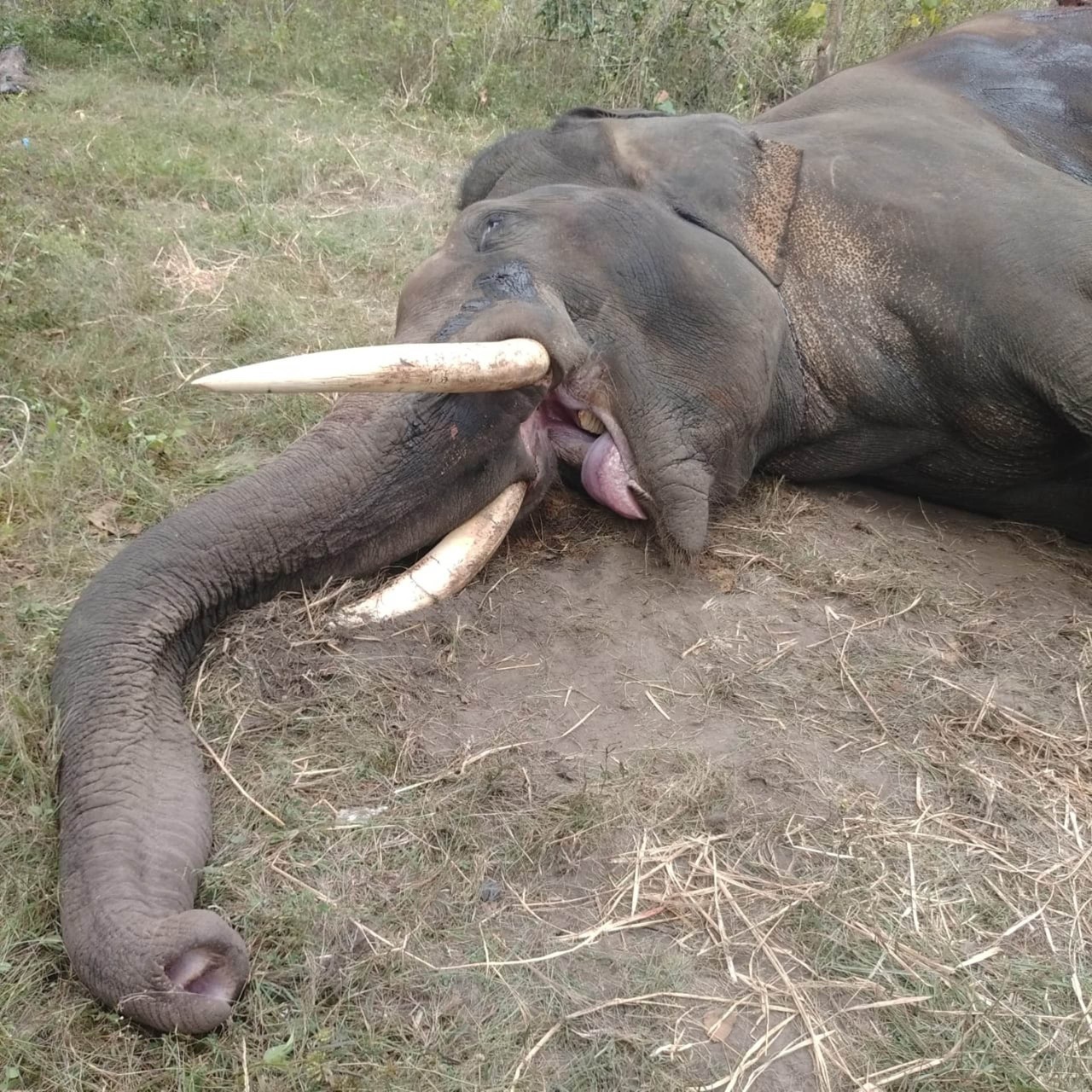 ನಾಗರಹೊಳೆ ರಾಷ್ಟ್ರೀಯ ಉದ್ಯಾನದ ಗೋಪಾಲಸ್ವಾಮಿ‌ ಆನೆ ಇನ್ನಿಲ್ಲ