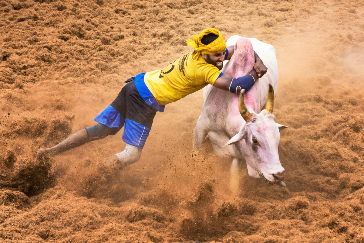 ಜಲ್ಲಿಕಟ್ಟು ತೀರ್ಪು ಕಾಯ್ದಿರಿಸಿದ ‘ಸುಪ್ರೀಂ’