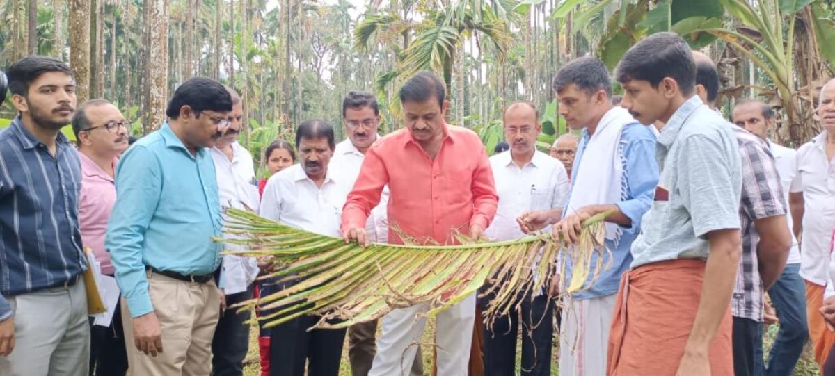  ಅಡಿಕೆಗೆ ಬಾಧಿಸಿರುವ ಎಲೆಚುಕ್ಕಿ ರೋಗ: ಇಸ್ರೇಲ್ ವಿಜ್ಞಾನಿಗಳ ಜೊತೆ ಚರ್ಚೆ